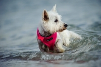 Picture of West Highland White Terrier