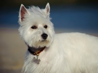 Picture of West Highland White Terrier