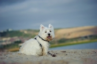 Picture of West Highland White Terrier