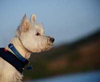 Picture of West Highland White Terrier