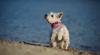 Picture of West Highland White Terrier