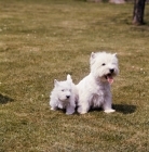 Picture of west highland white terrrier with her  puppy