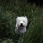Picture of west highland white walking through grass