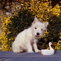Picture of west highland white with toy duck