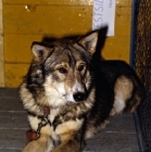 Picture of west siberian laika lying on show bench
