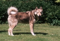 Picture of West Siberian Laika