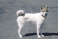 Picture of West Siberian Laika
