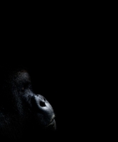 Picture of western lowland gorilla portrait