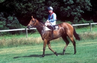 Picture of western star, racehorse at goodwood