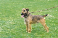 Picture of Westfalen Terrier (aka German working terrier) sitting on grass