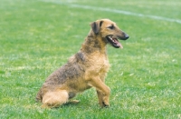 Picture of Westfalen Terrier (aka German working terrier) sitting on grass