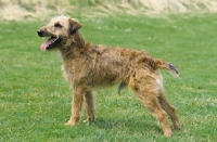 Picture of Westfalen Terrier (aka German working terrier) side view