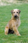 Picture of Westfalen Terrier (aka German working terrier) sitting on grass