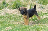 Picture of Westfalen Terrier puppy (aka German working terrier) on grass