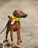 Picture of Westfalen Terrier