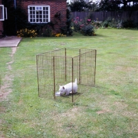 Picture of westie puppy in a pen
