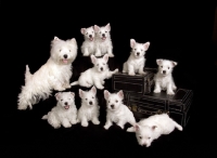 Picture of Westie with litter of nine puppies