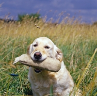 Picture of westley julianna (julie), golden retriever holding dummy 