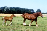 Picture of westphalian cold blood mare and foal walking in a field