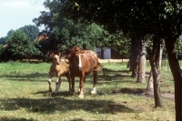 Picture of westphalian cold blood mare with her foal