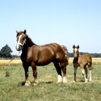 Picture of westphalian cold blood mare with her foal