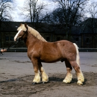 Picture of westphalian cold blood stallion in a yard in germany, silk