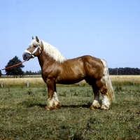 Picture of westphalian cold blood stallion in germany