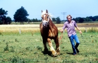 Picture of westphalian cold blood, topick, , top with a man in germany