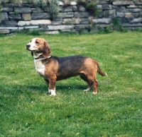 Picture of westphalian dachsbracke in garden