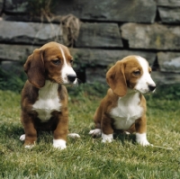 Picture of westphalian dachsbracke puppies