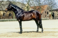 Picture of westphalian warm blood, sinatra