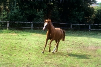 Picture of westphalian warmblood foal cantering