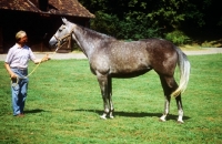 Picture of westphalian warmblood