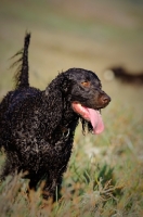 Picture of wet American Water Spaniel