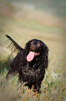 Picture of wet American Water Spaniel