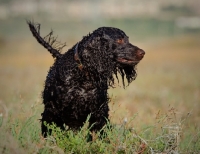 Picture of wet American Water Spaniel