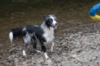 Picture of wet Australian shepherd dog