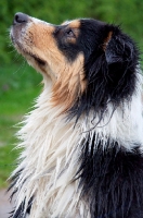 Picture of wet australian shepherd, profile