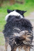 Picture of wet Australian Shepherd shaking dry