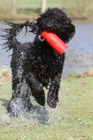Picture of wet Barbet retrieving