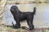 Picture of wet Barbet