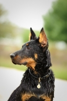 Picture of wet Beauceron