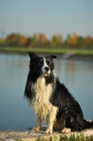 Picture of wet black and white border sitting in front of a lake