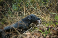 Picture of wet black labrador retriever retrieving pheasant