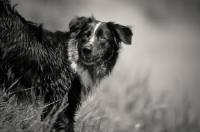 Picture of wet blue merle australian shepherd in a field