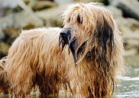 Picture of wet Briard