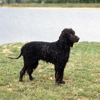 Picture of wet champion irish water spaniel standing on the water's edge