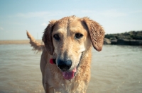 Picture of wet dog standing in water