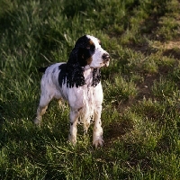 Picture of wet english cocker spaniel in USA standing on grass
