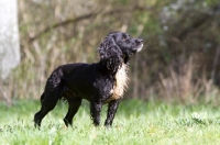 Picture of wet English Cocker Spaniel, standing